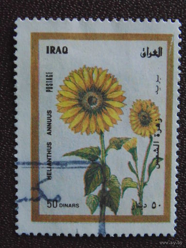 Ирак. Цветы.