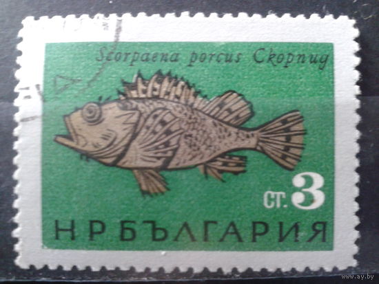 Болгария 1965 Рыба