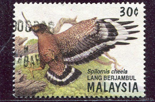Малайзия. Птицы. Хохлатый змеяед