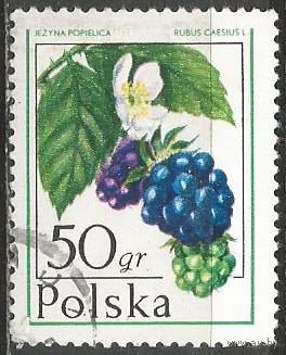 Польша. Лесные ягоды. Ежевика. 1977г. Mi#2487.