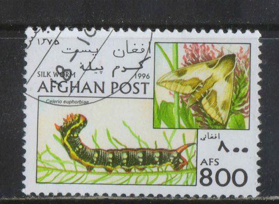 Афганистан Исламский Эмират 1996 Бабочки и их гусеницы Тутовый шелкопряд #1693