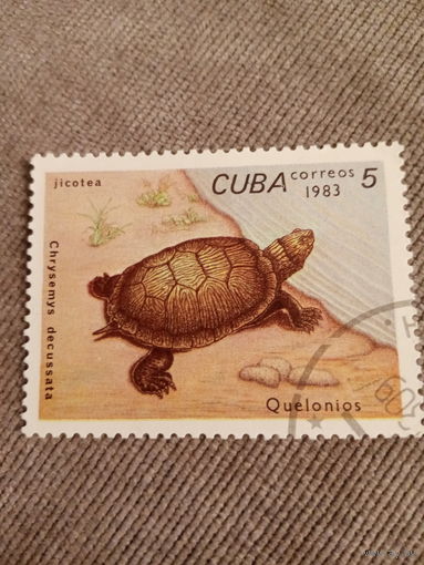 Куба 1983. Черепахи. Chrysemys decussata