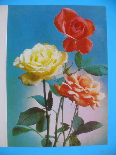 Костенко Г.(фото), Розы, 1982, двойная, чистая (из сувенирного комплекта).