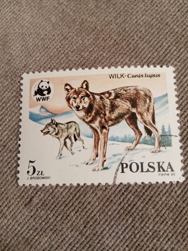 Польша 1985. Серый волк