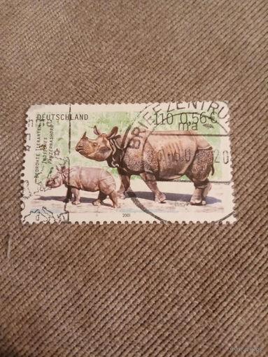 Германия 2001. Носороги