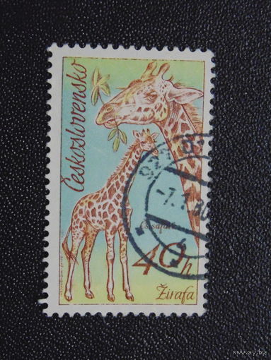 Чехословакия 1976 г. Жираф.