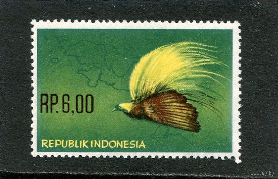 Индонезия. Большая райская птица.