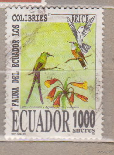 Птицы Фауна флора Эквадор 1995 год   лот 1005