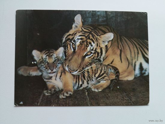 Открытка Семья бенгальских тигров. Фото А. Авалова