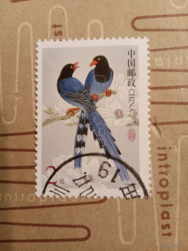 Китай 2017. Фауна. Птицы