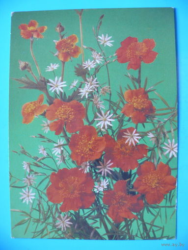 Дергилев И.(фото), Цветы, 1988, чистая.