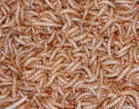 Мучной червь (мучной хрущак, мучной хрущ, мучник) Tenebrio molitor - корм для пауков, ящериц, амфибий, скорпионов.
