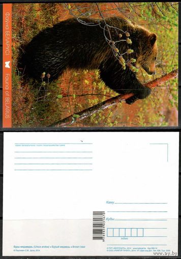 Почтовая карточка "Медведь"(Н)