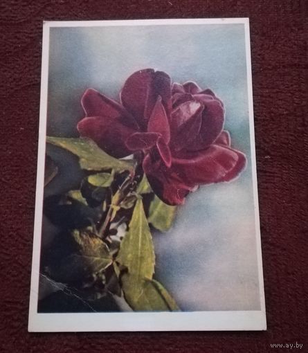 Открытка "Крымская роза" подписанная 1960г. фото Е.Игнатович