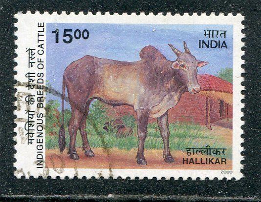 Индия. Фауна. Халликор, порода крупного рогатого скота
