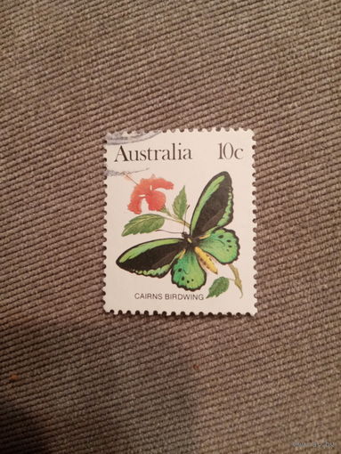 Австралия. Бабочки. Cairns Birdwing