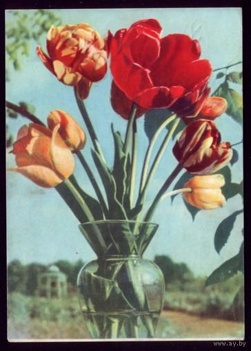 1962 год А.Ананьина Тюльпаны
