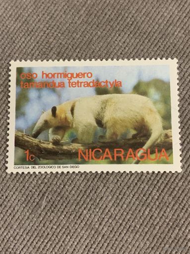 Никарагуа. Муравьед
