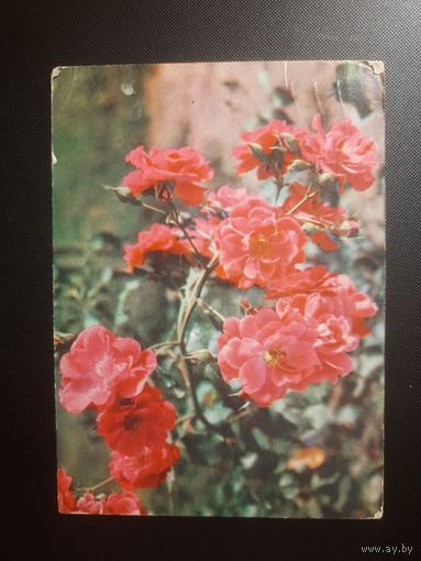 СССР. Розы. 1969г. прошедшая почту