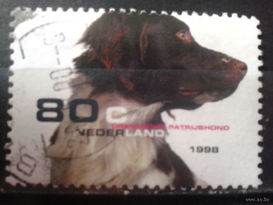 Нидерланды 1998 Собака