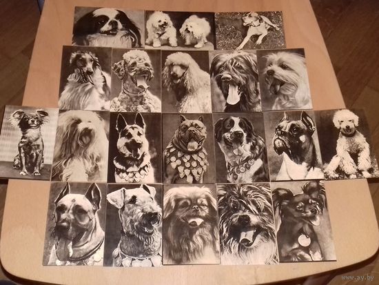 Календарики 1979 Латвия. Собаки. Полная серия 20 шт. одним лотом