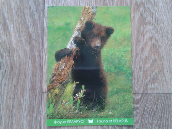 Беларусь 2011 медвежонок
