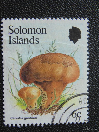 Соломоновы острова. Грибы.