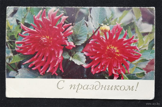 Савушкин В., С праздником! Цветы. Двойная. 1970 год #0119-FL1P60