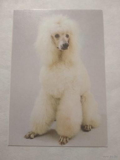 Карманный календарик. Собака.1994 год