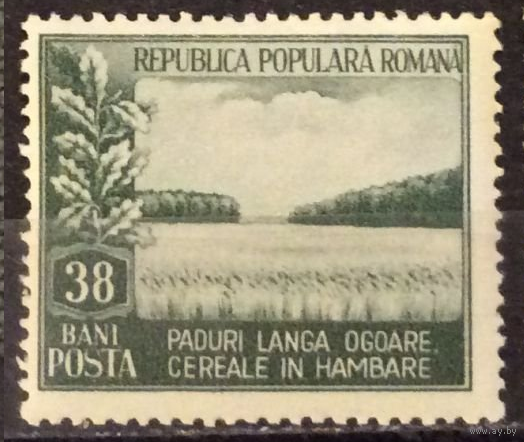 Экология Охрана природы Лес 1953 Румыния **