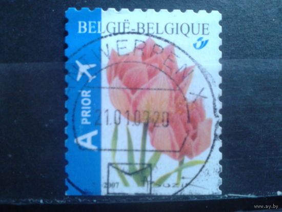 Бельгия 2007 Стандарт, тюльпан Михель-1,6 евро гаш
