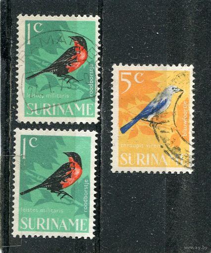 Суринам. Стандарт. Птицы