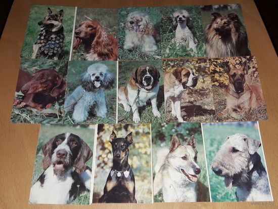 Календарики 1990 Казахстан. Собаки. 14 шт. одним лотом