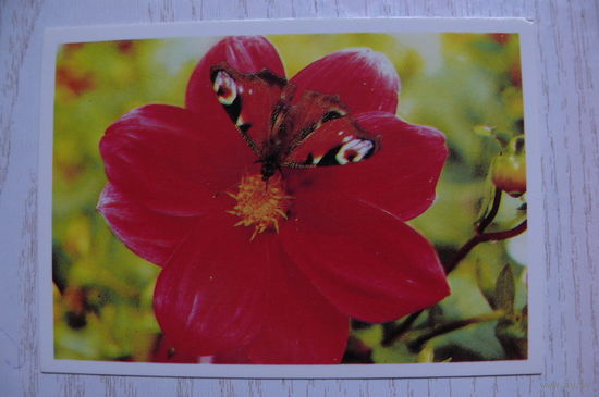Календарик, 1990, Бабочка на цветке.