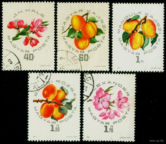 Национальная выставка персиков, проведенная в дни празднования 600-летия г. Сегеда Венгрия 1964 год 5 марок