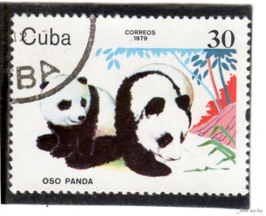 Куба.Ми-2445.Гигантская панда (Ailuropoda melanoleuca) Серия: Зоопарк Животные.1979.