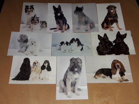 Календарики 1990 Собаки. Полная серия 10 шт. одним лотом