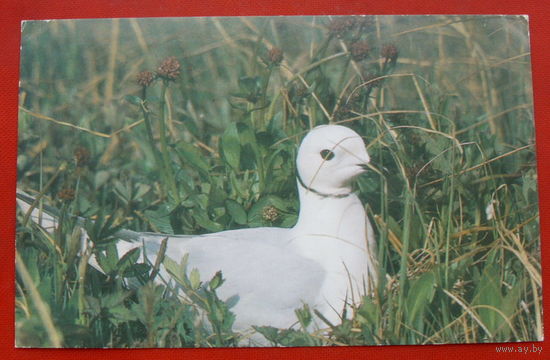 Розовая чайка. Чистая. 1988 года. Фото Назарова. 635.