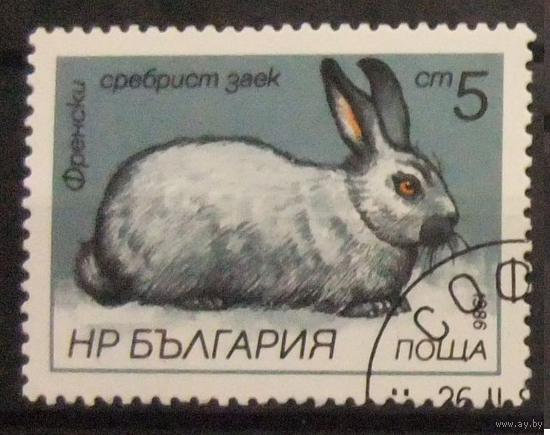 Фауна, Болгария, 1986 год, Кролики.