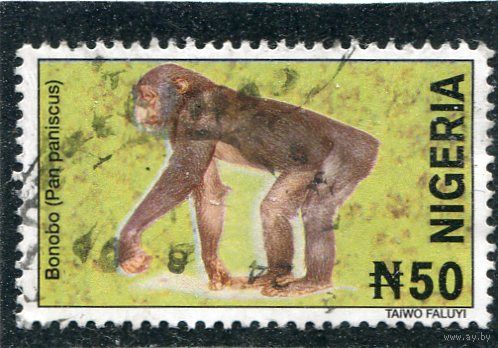 Нигерия. Фауна. Бонабо (карликовые шимпанзе)