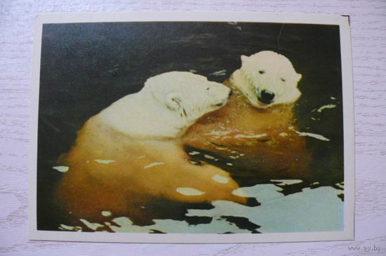 Белые медведи; 1963, чистая.
