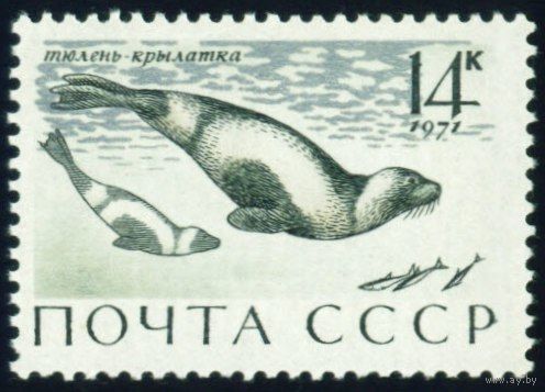 Морские млекопитающие Фауна СССР 1971 год 1 марка
