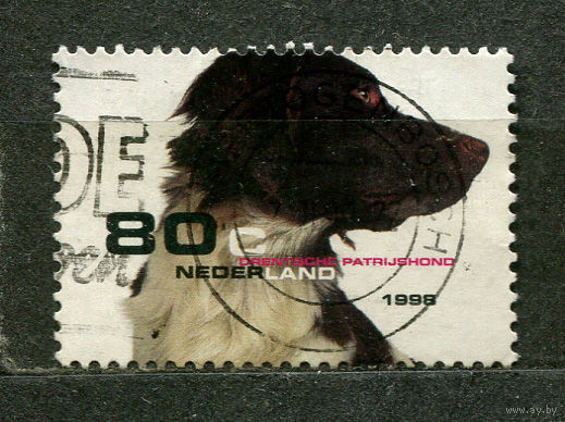 Охотничья собака. Нидерланды. 1998
