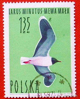 Польша. Чайка. ( 1 марка ) 1964 года.