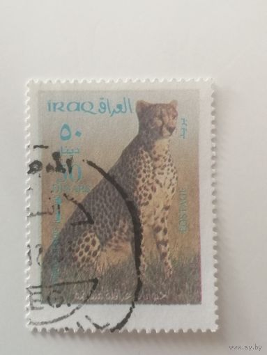 Ирак 2003. Фауна