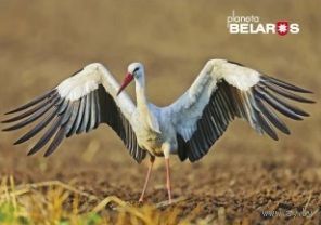 Беларусь 2022 посткроссинг фауна птицы аист