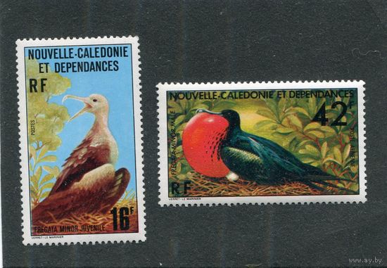 Новая Каледония. Фауна. Птицы. Большой фрегат