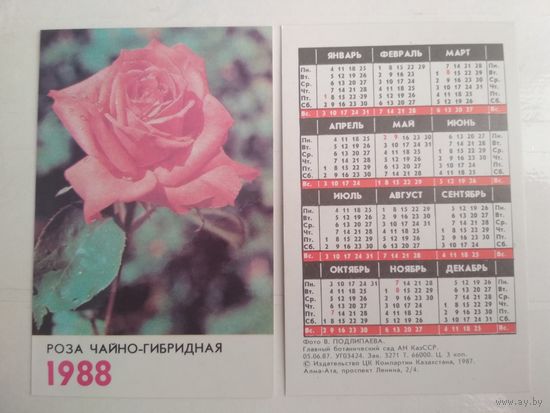 Карманный календарик. Роза чайно-гибридная . 1988 год