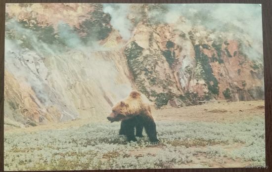 Открытка Бурый медведь Фото 1986