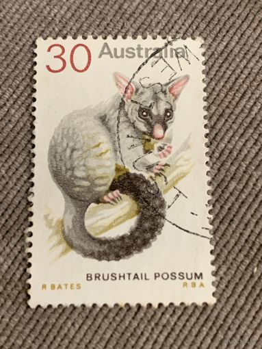 Австралия. Brushtail Possum. Марка из серии